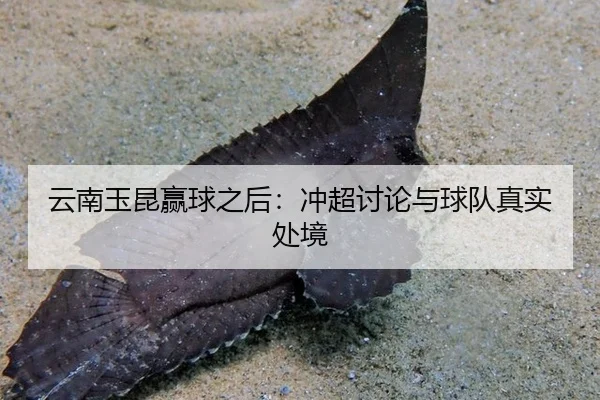 yun-nan-yu-kun-ying-qiu-zhi-hou-chong-chao-tao-lun-yu-qiu-dui-zhen-shi-chu-jing-2-661.jpg
